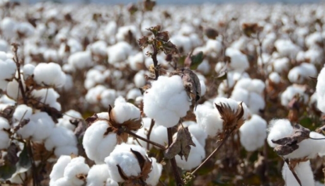 BrazilCotton