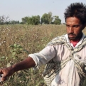 CITI Appeals to Agri Minister for Duty-Free Cotton Amid Competitiveness Crunch, MSP Secures Farmers