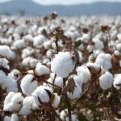 Brazil’s Cotton Story: Sustainability, Traceability and Global Leadership